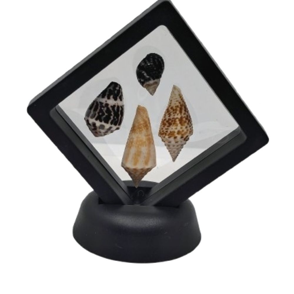 Decorative Shell Display in Black Frame 2.75x2.75